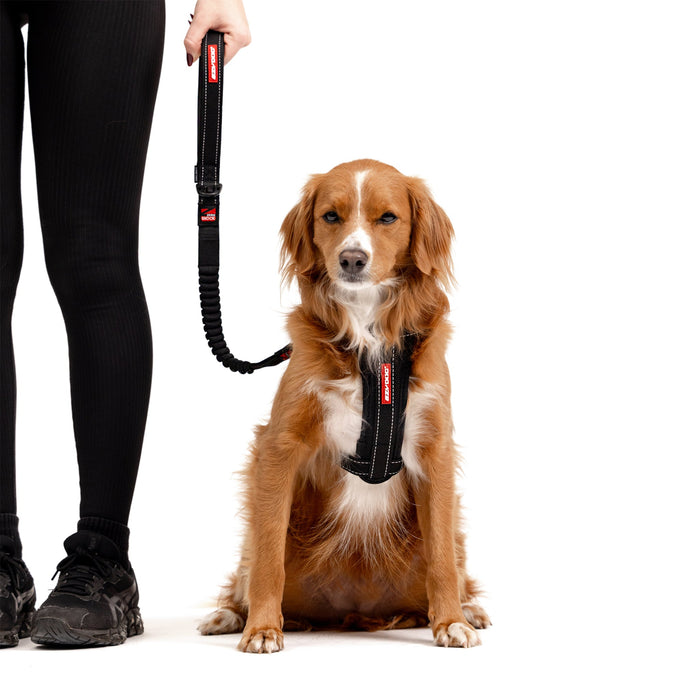 dog with zero shock leash